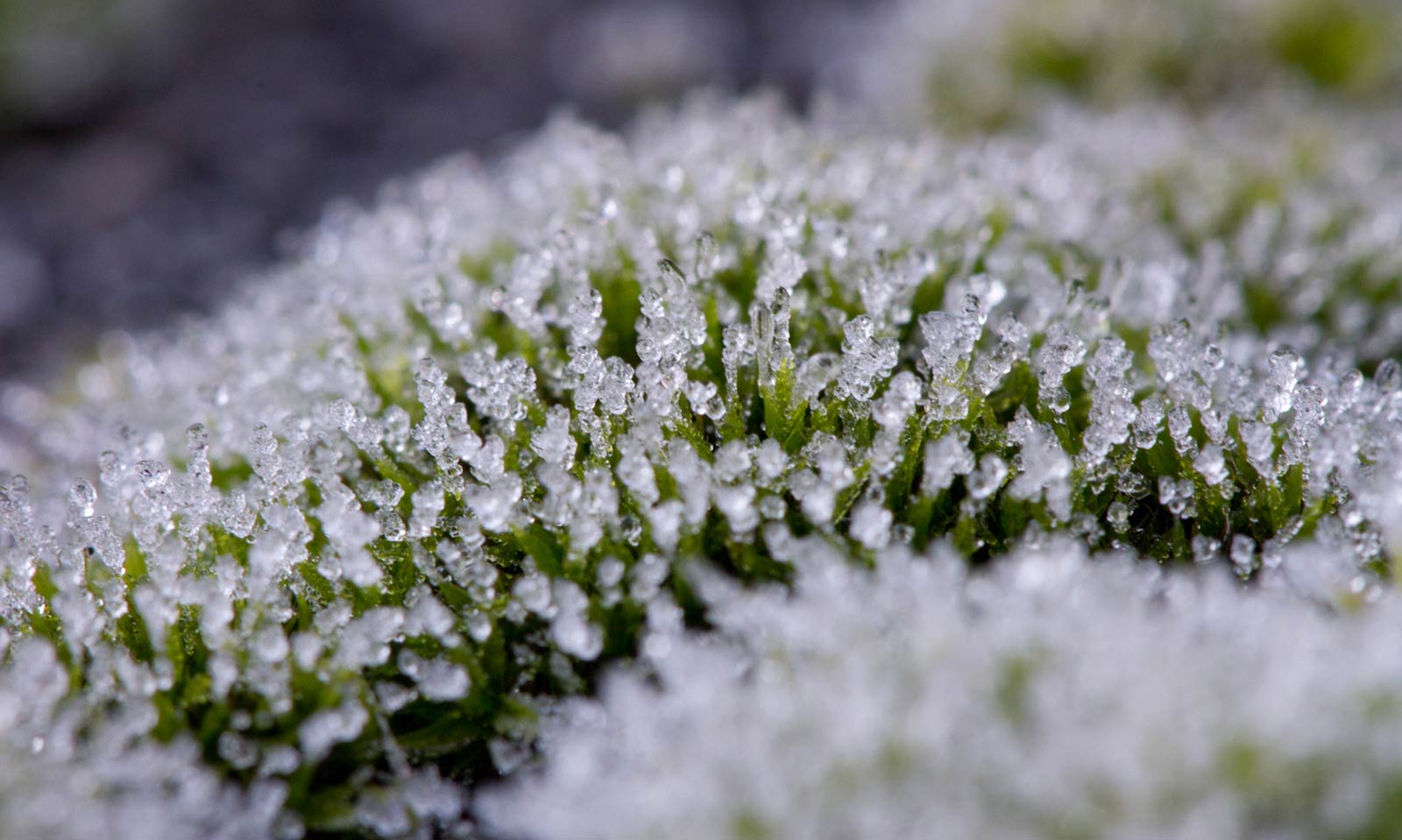 Photo faite avec un objectif macro d'une mousse avec du givre dessus